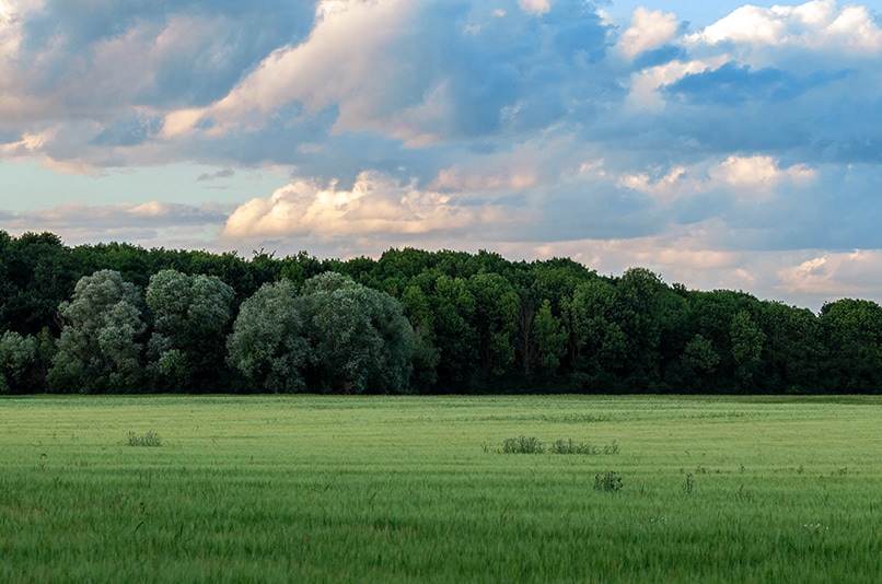 Grüne Wiese mit Bäumen