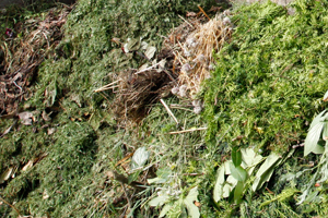 Gartenabfälle Parkabfälle Bioabfall