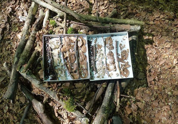 Auf dem Waldboden liegt Plastikmüll.