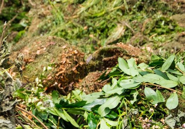 1.	Bioabfall, darunter Moos und Zweige mit Blättern