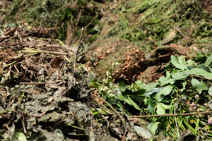 Garten- und Parkabfälle